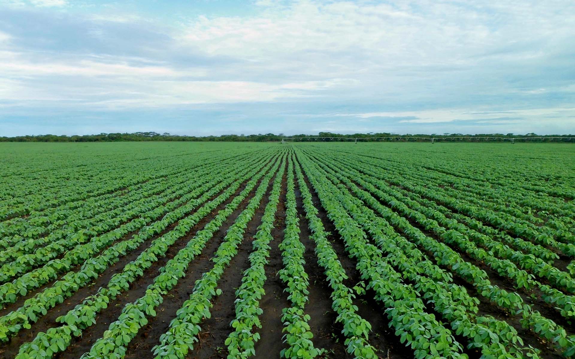argentina_agricultural_matrix