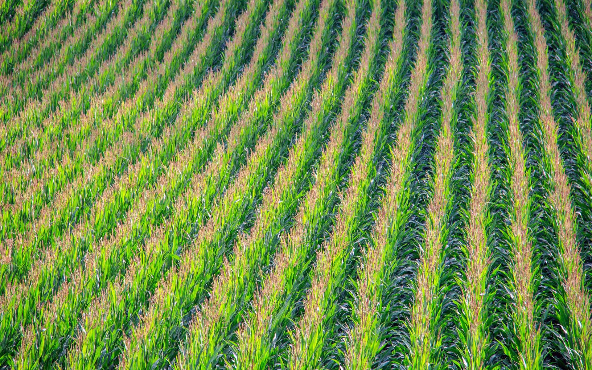 brazil_agricultural_matrix