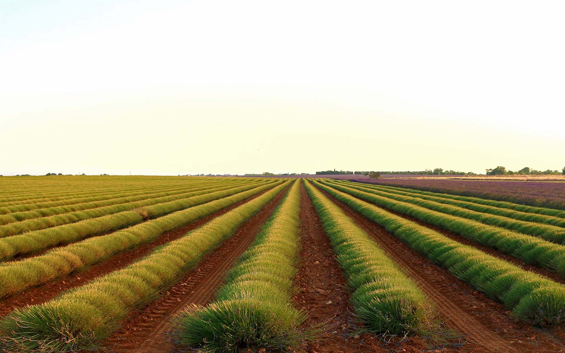 entendiendo_matriz_agricola_sudafrica