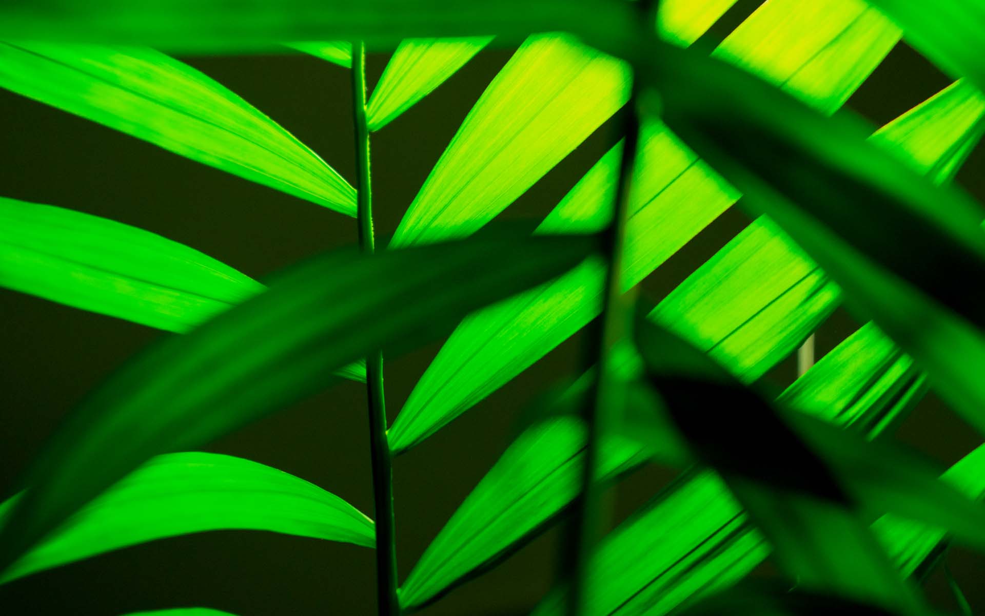 productos_orgánicos_certificados